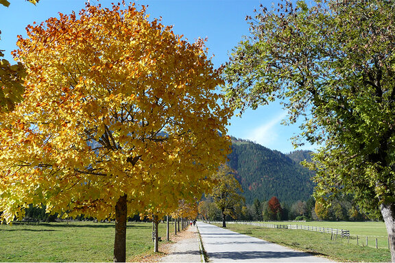 Herbstliche Allee bei Pertisau